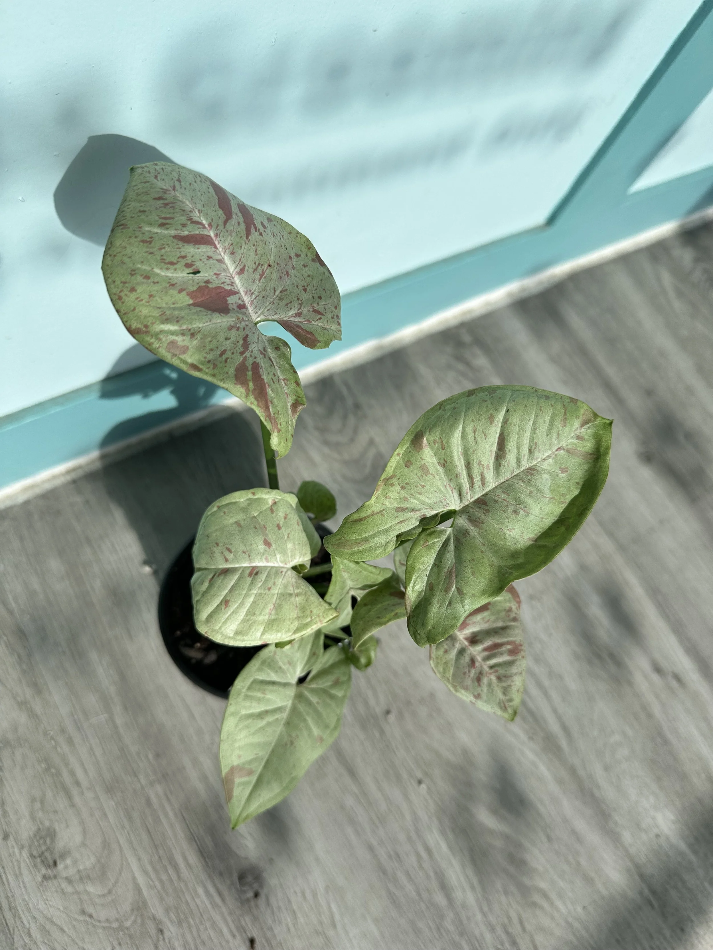 Syngonium Milk Confetti