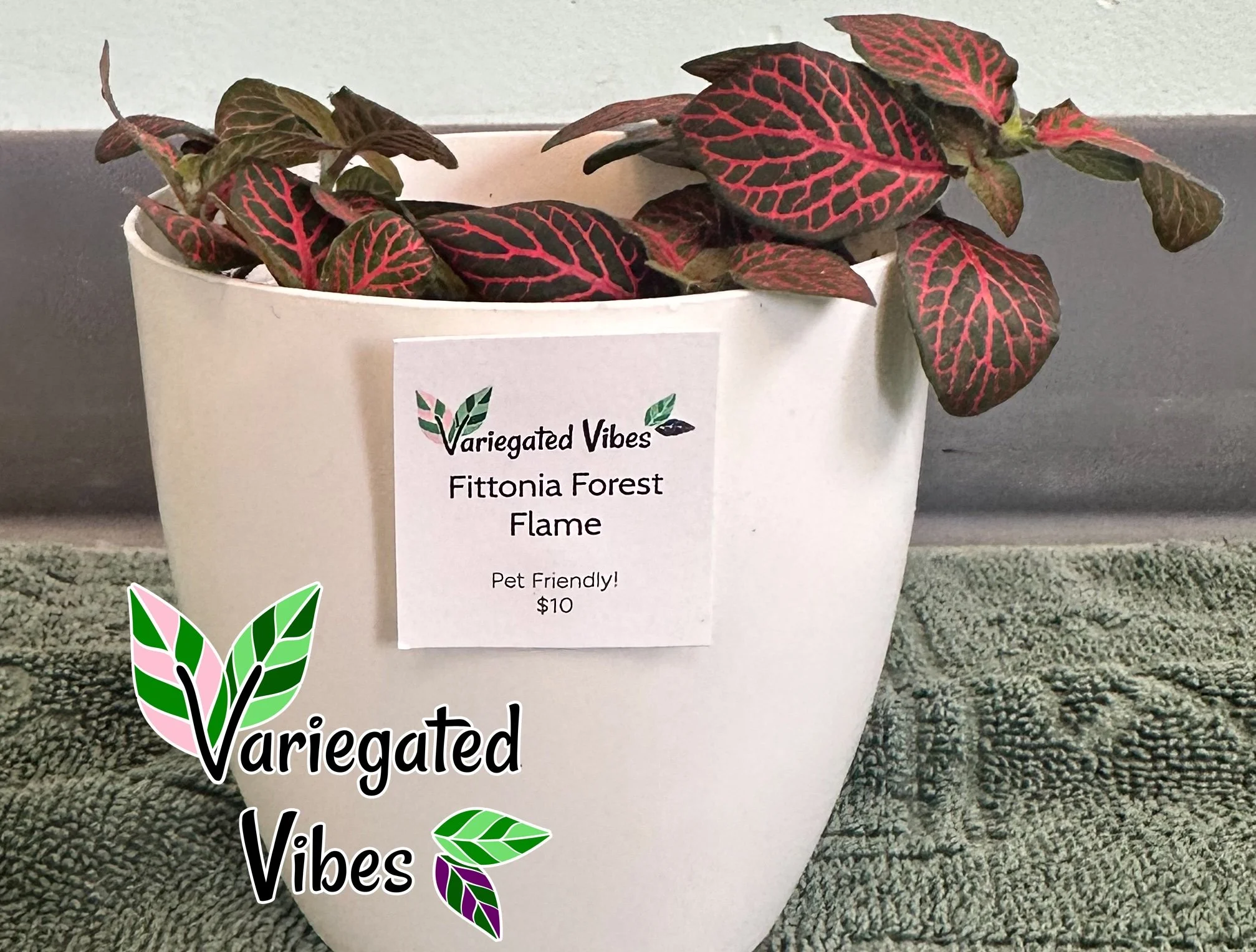 Fittonia1.jpg