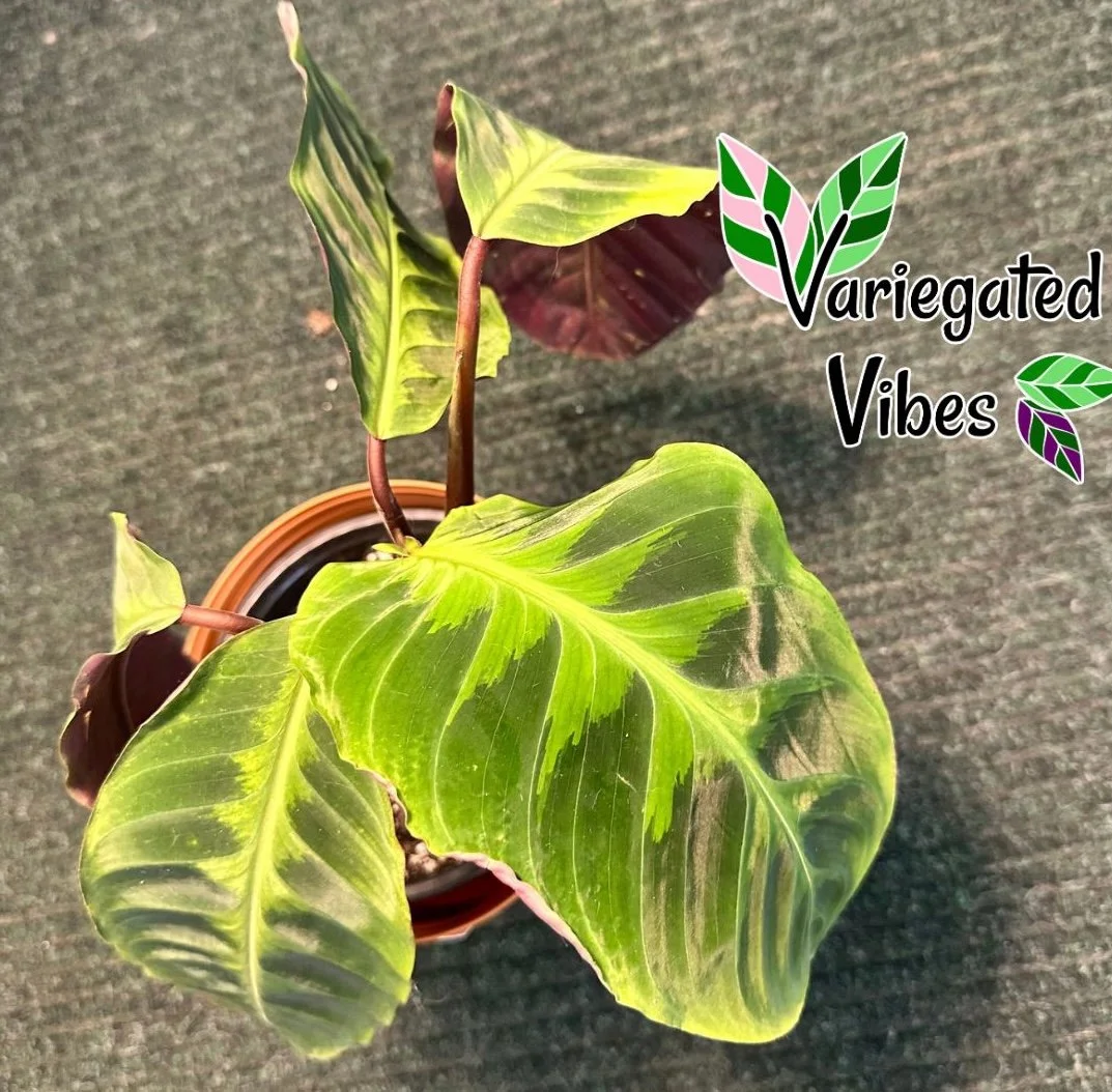calatheavelvet3.jpg