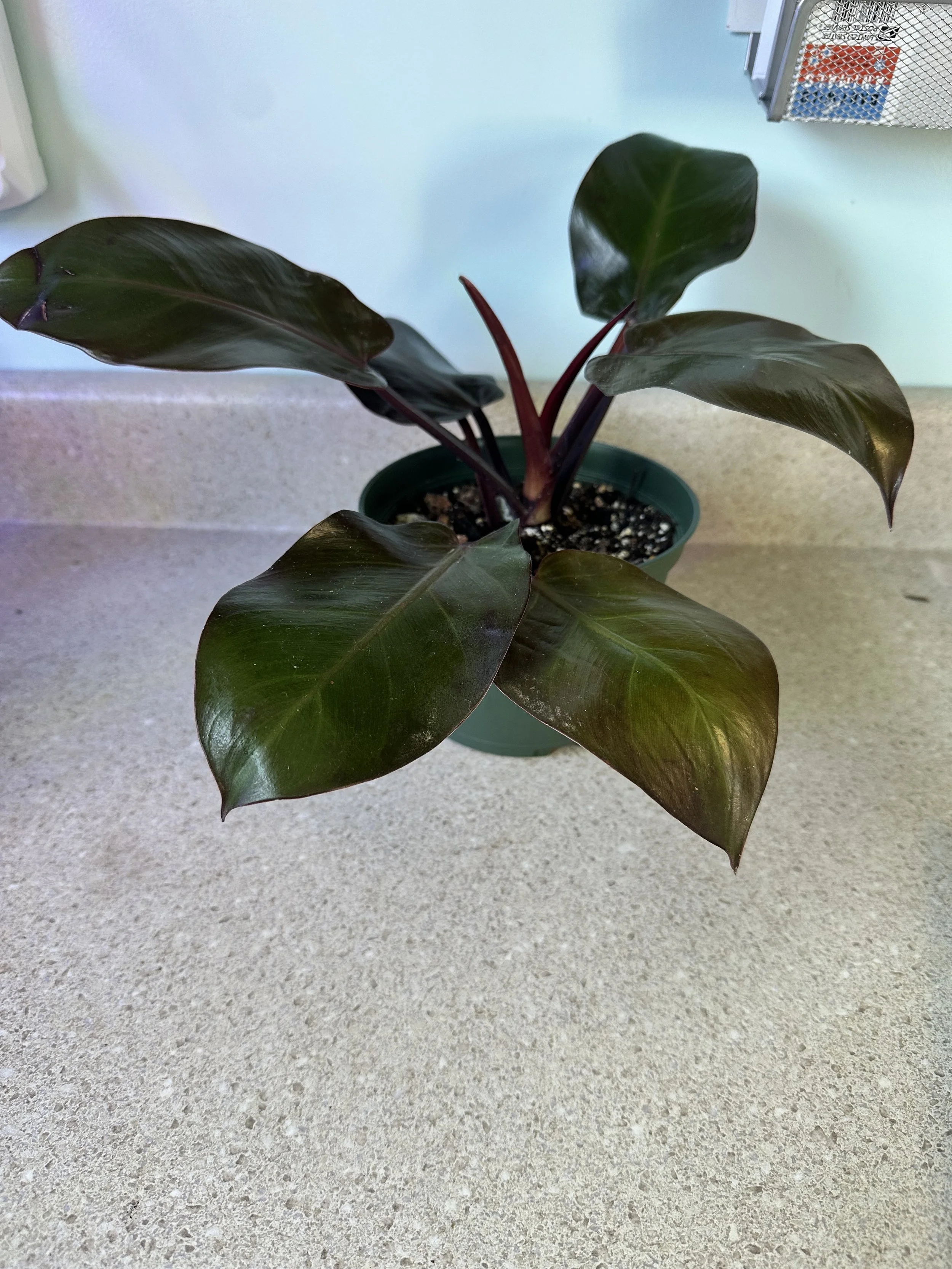 Philodendron Imperial Red