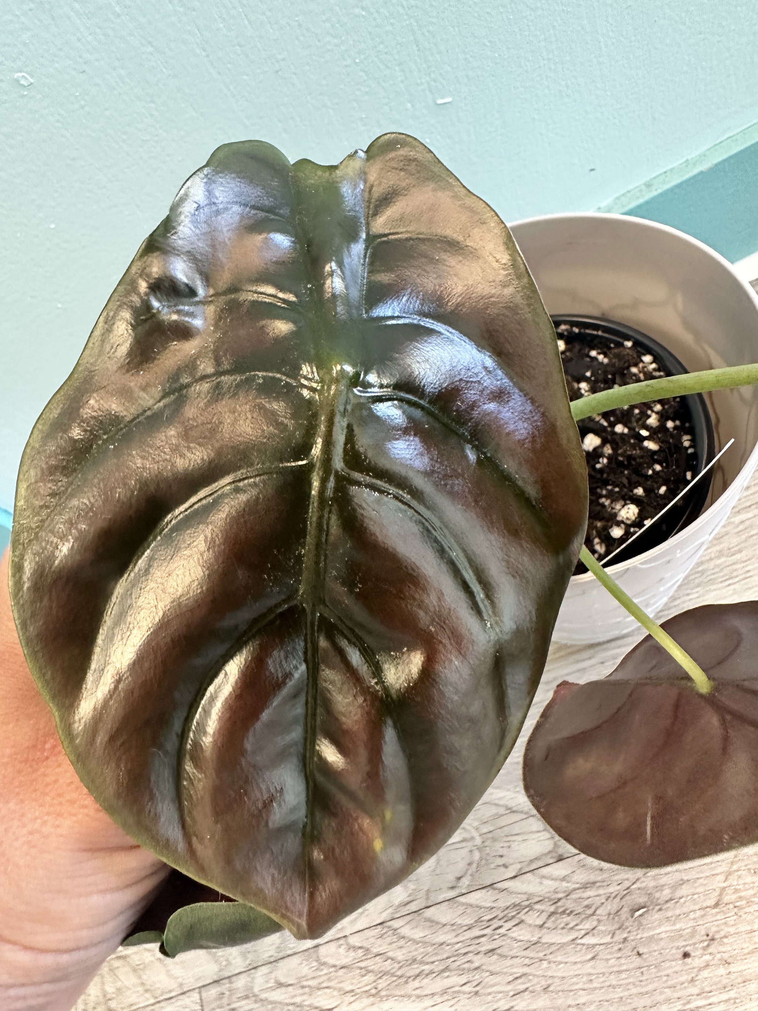 Alocasia Cuprea 'Red Secret'