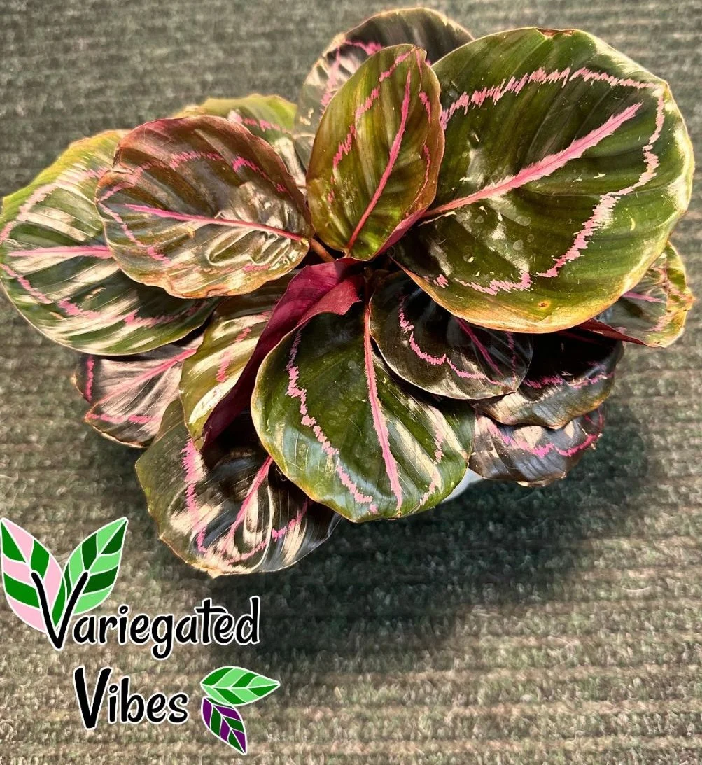 Calathea Dottie