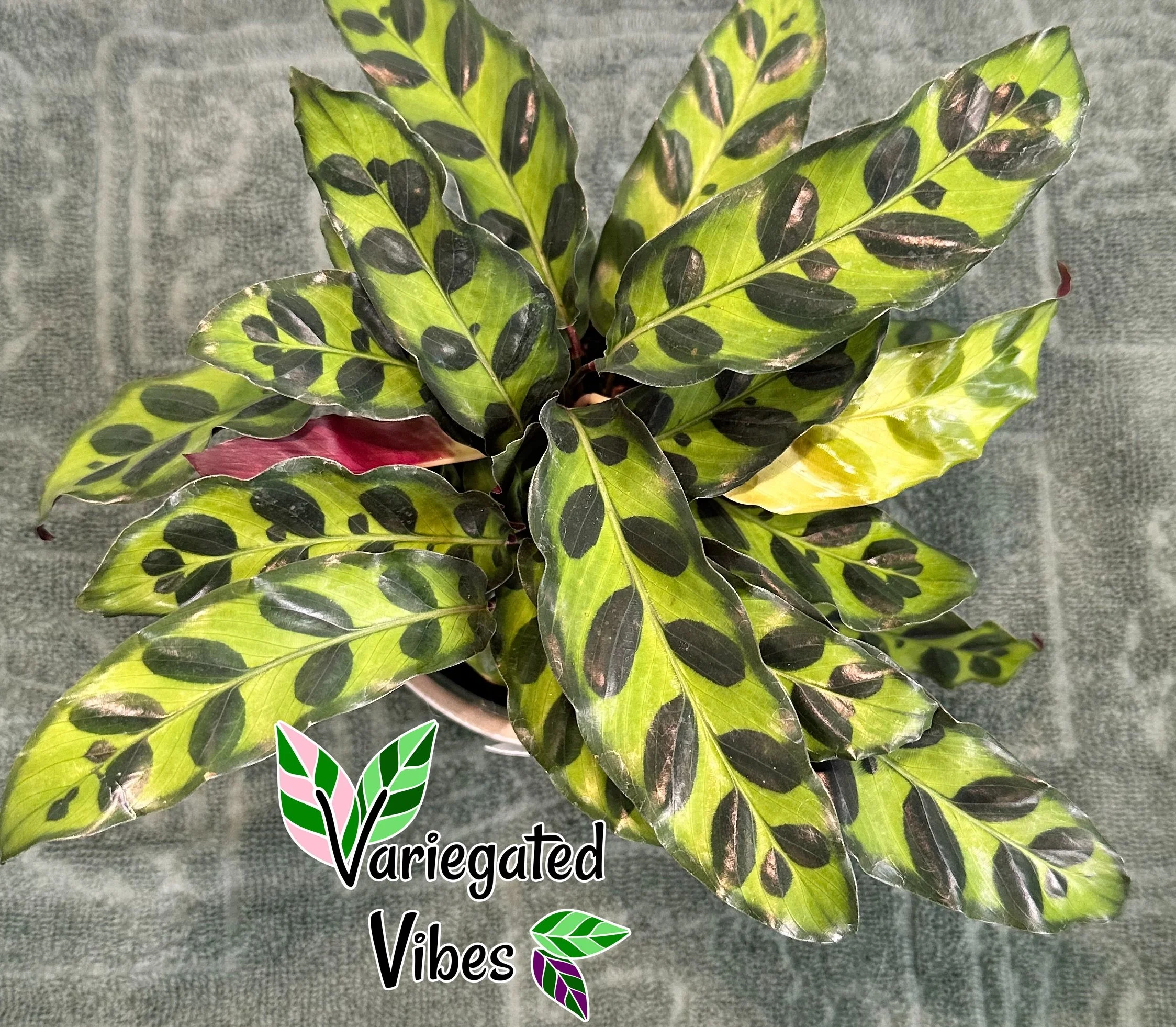Calathea Rattlesnake