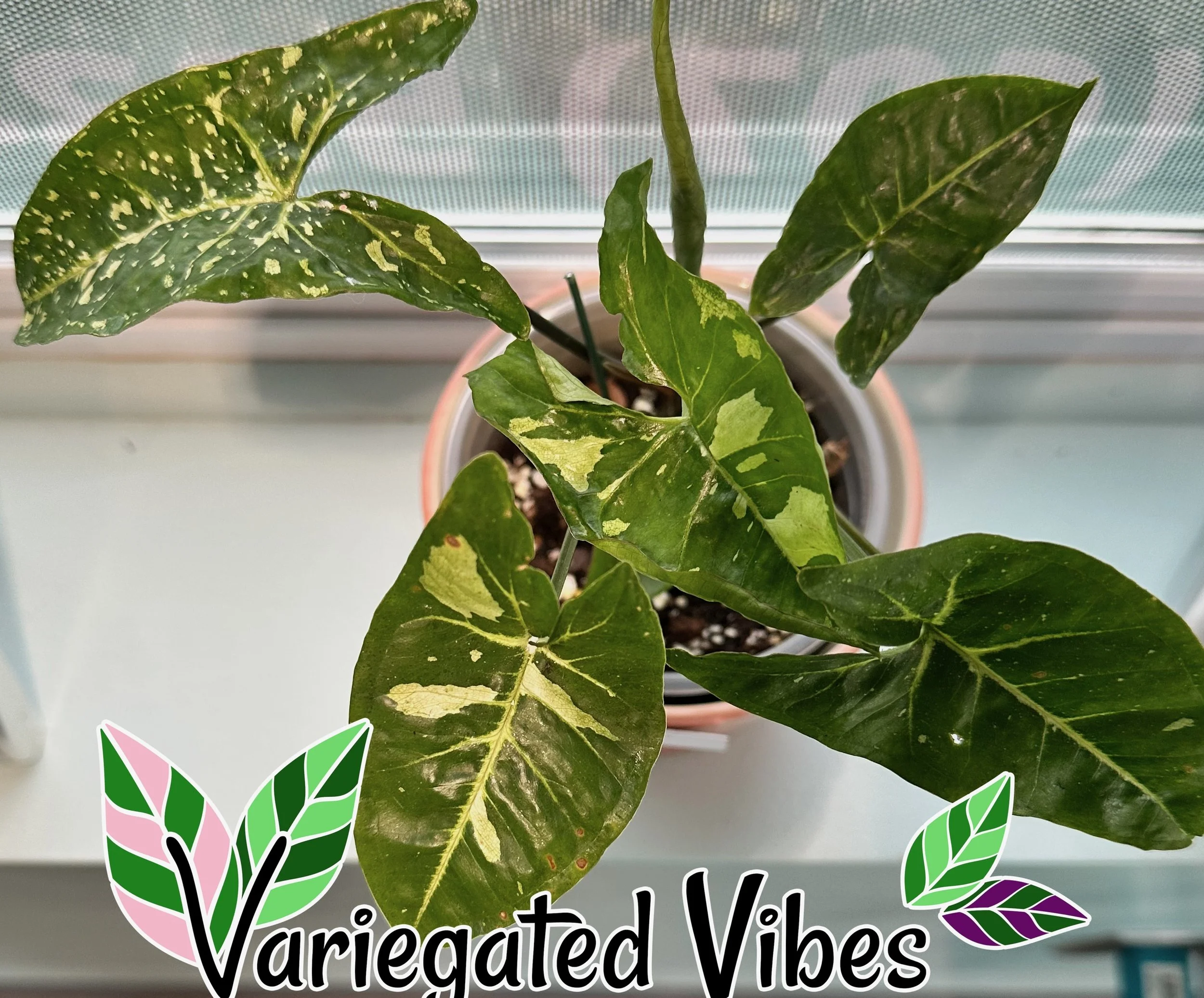 Syngonium Panda