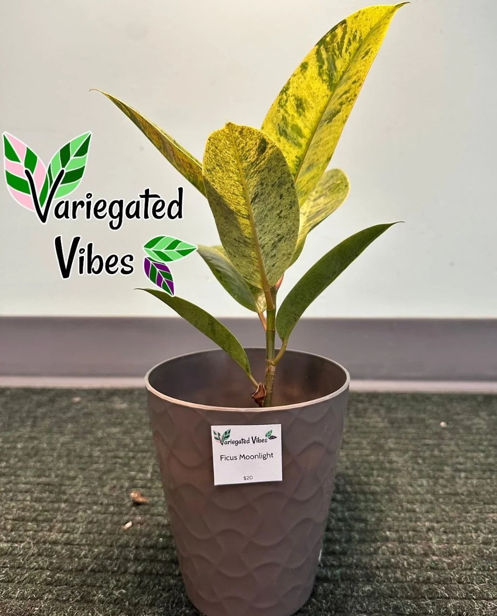 ficus1.jpg