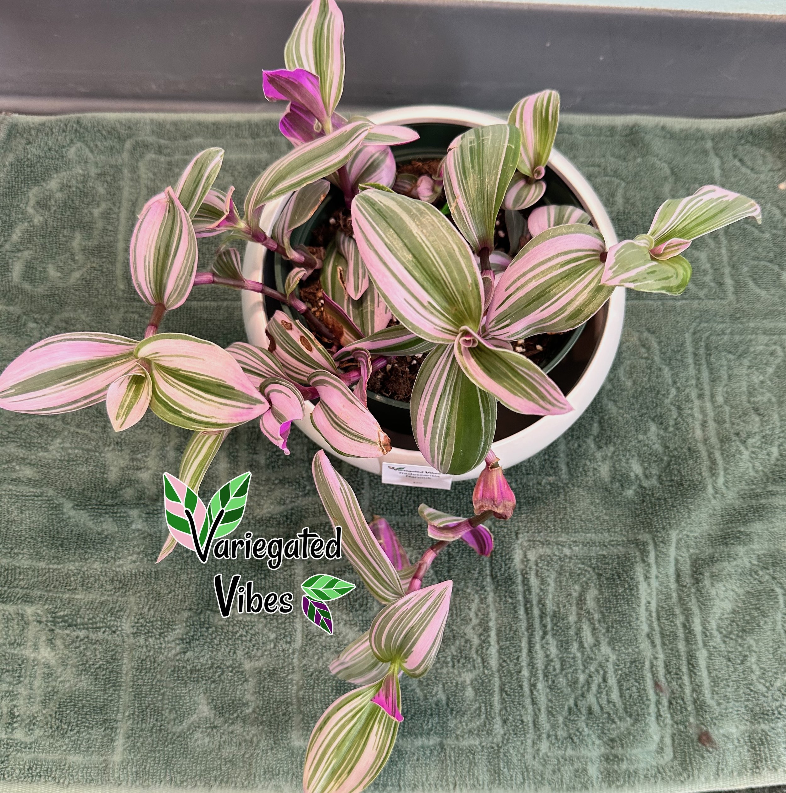 Tradescantia Nanouk