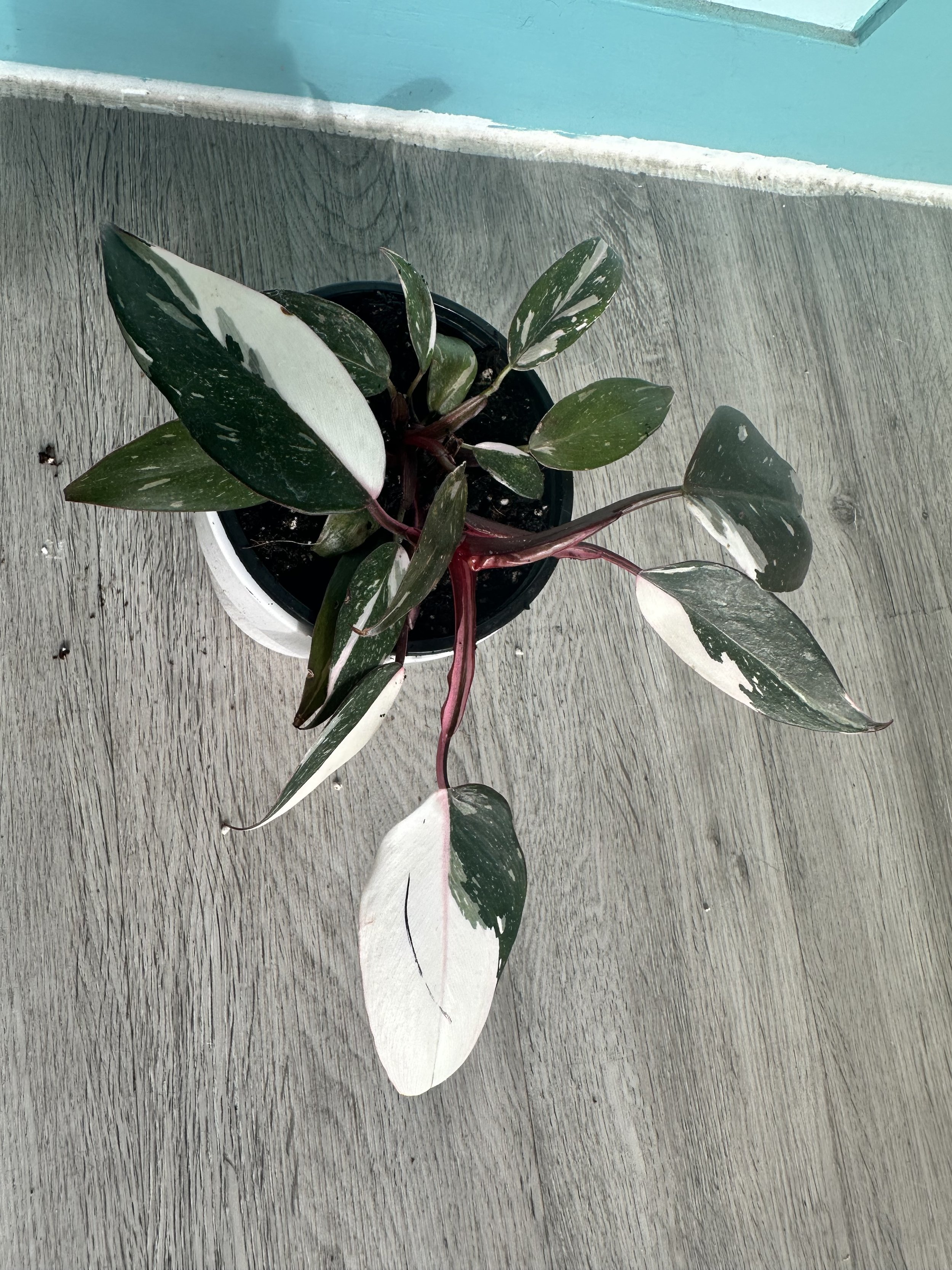 Philodendron Red Anderson
