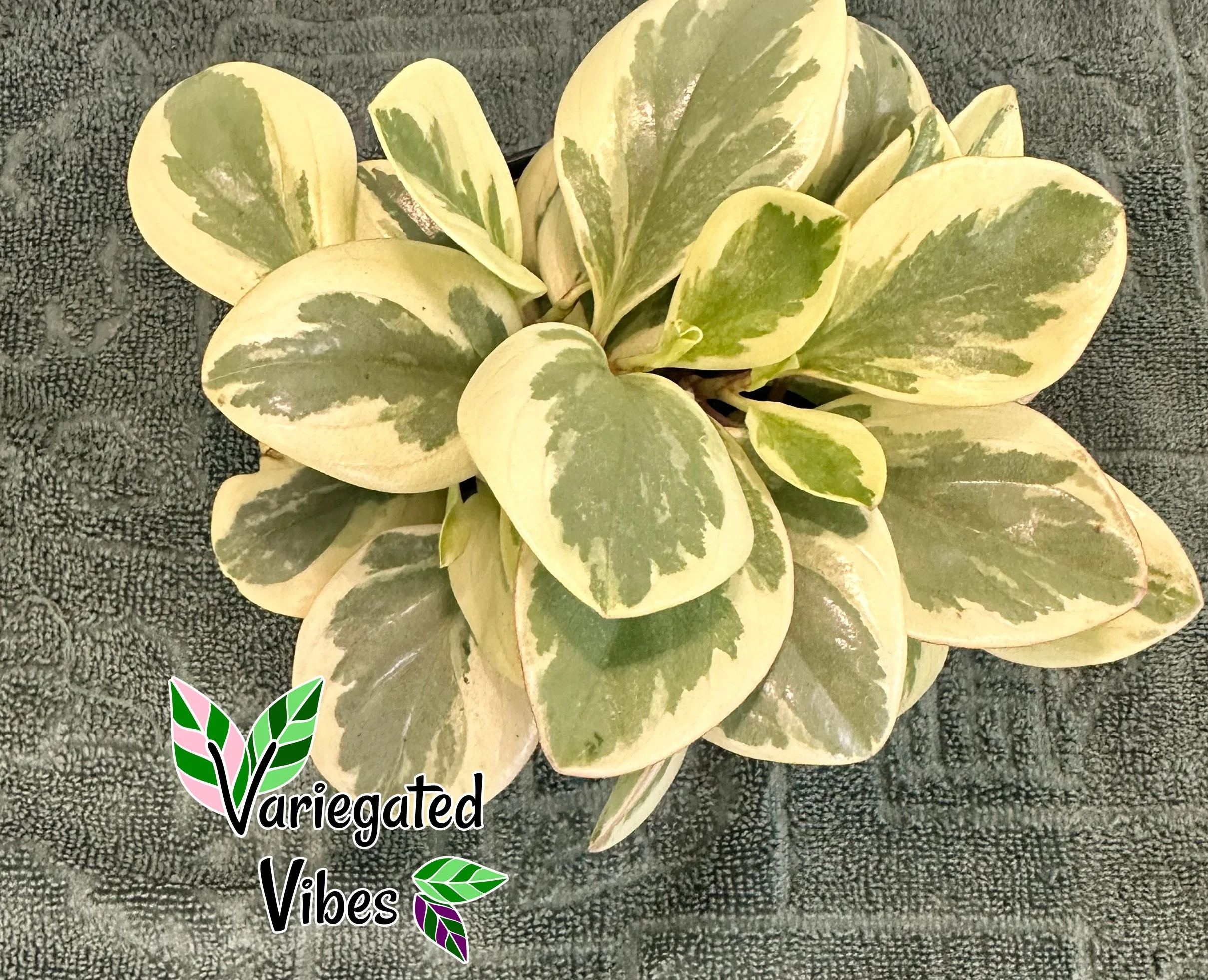 Pepperomia Citrus Twist