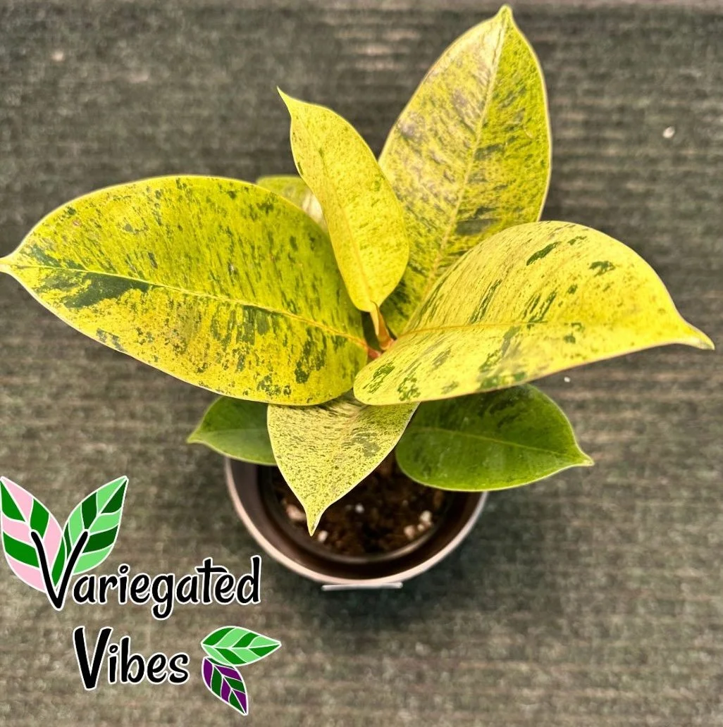 ficus2.jpg