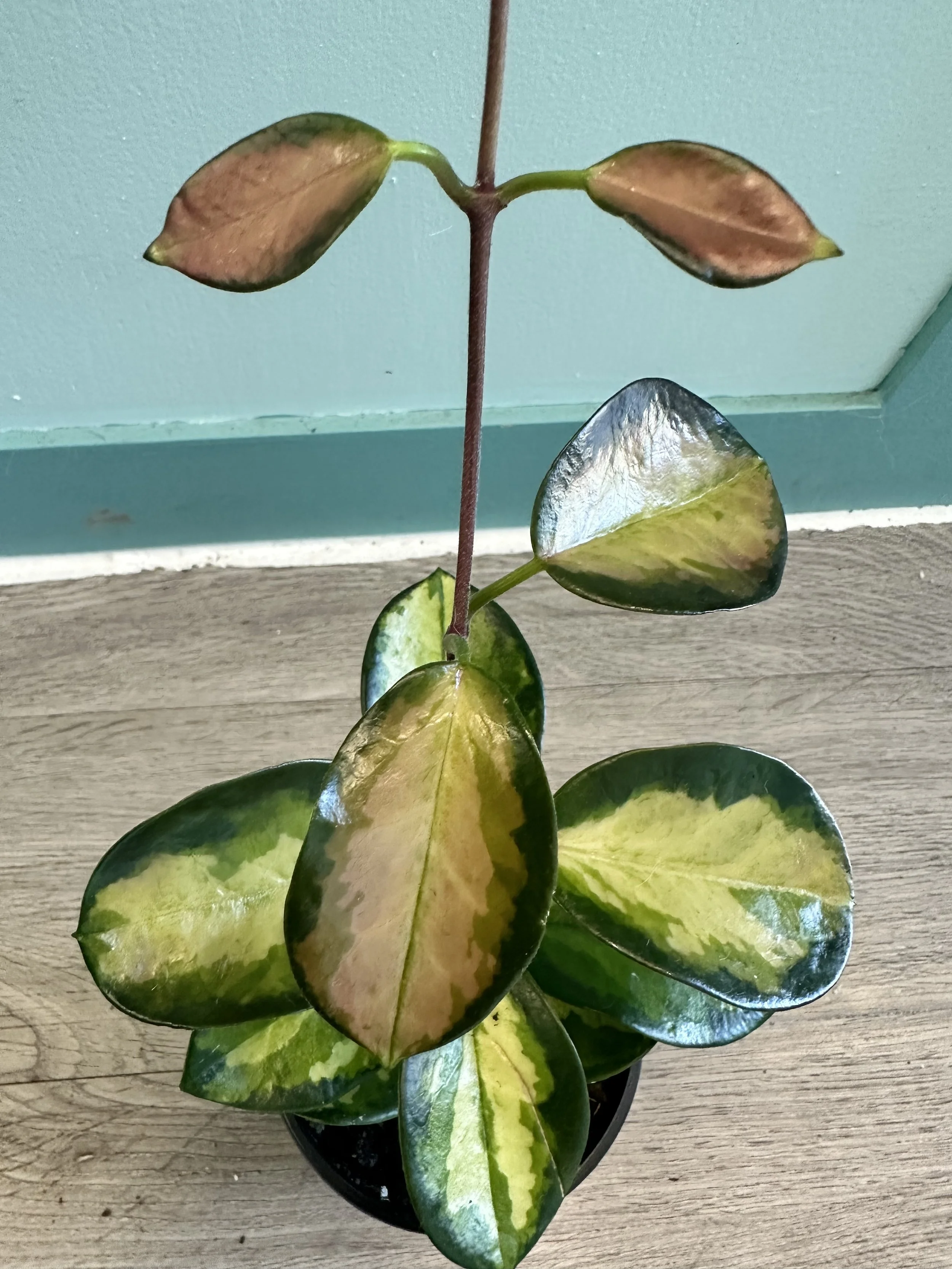 Hoya Australis 'Lisa'