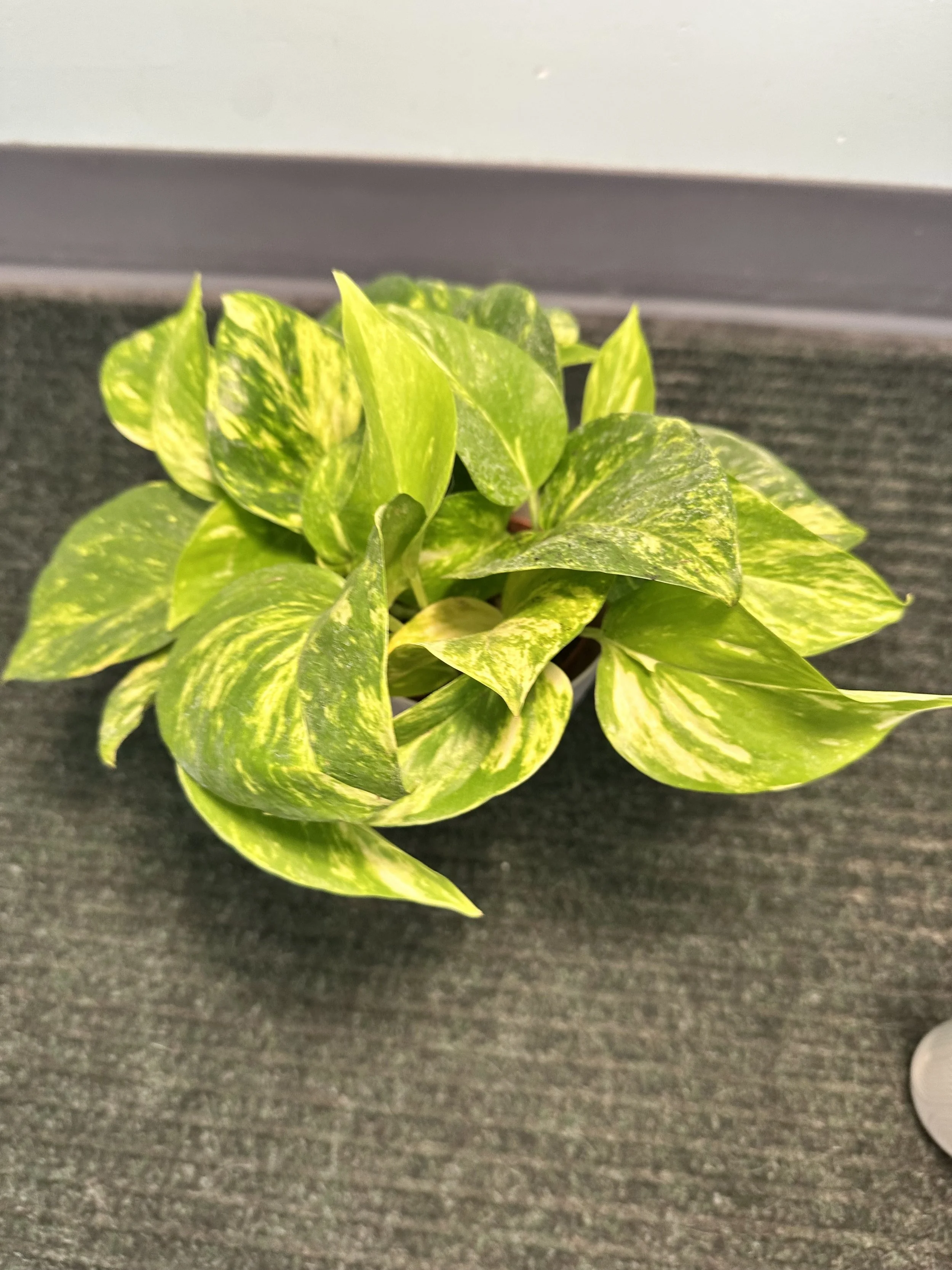 Pothos 'Marble Queen'