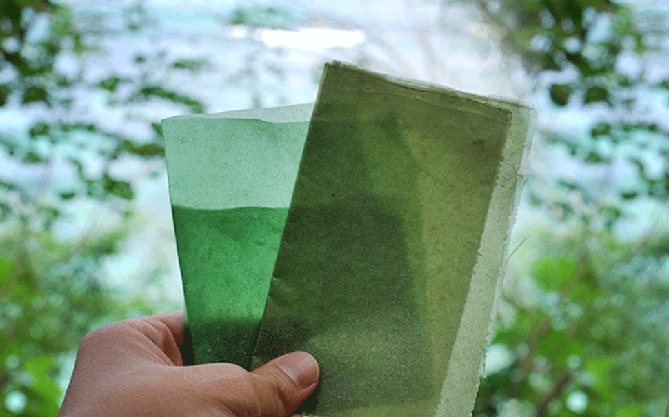 seaweed packaging.png