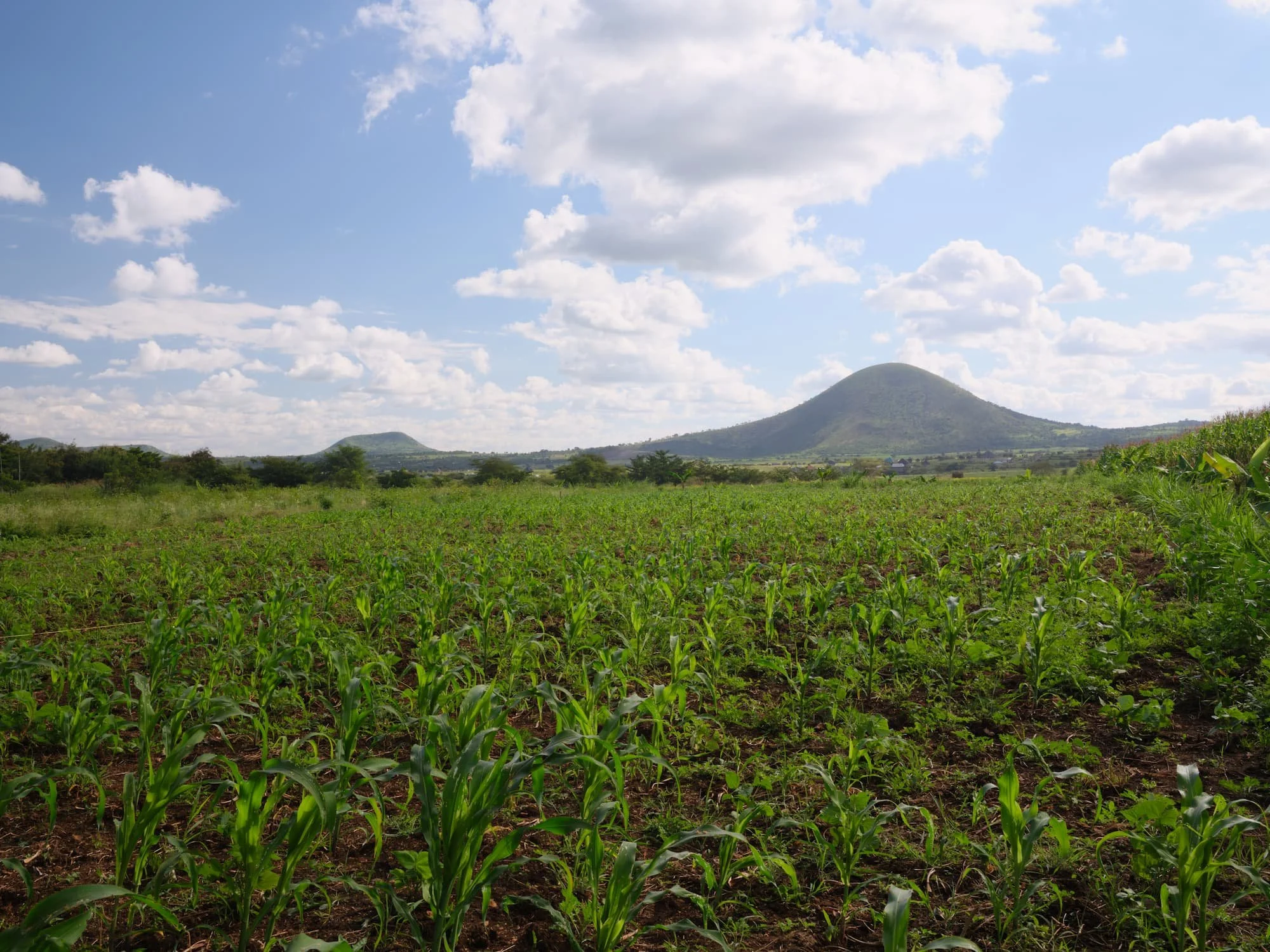 A green field with young crops growing, mountain in the background, and a partly cloudy blue sky.