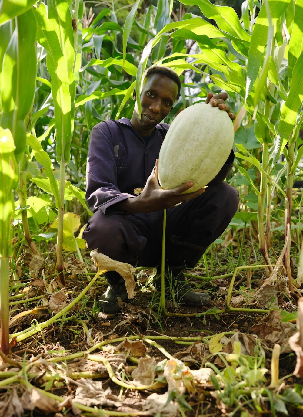 A man squatting in a cornfield holding a large, oval-shaped white watermelon.
