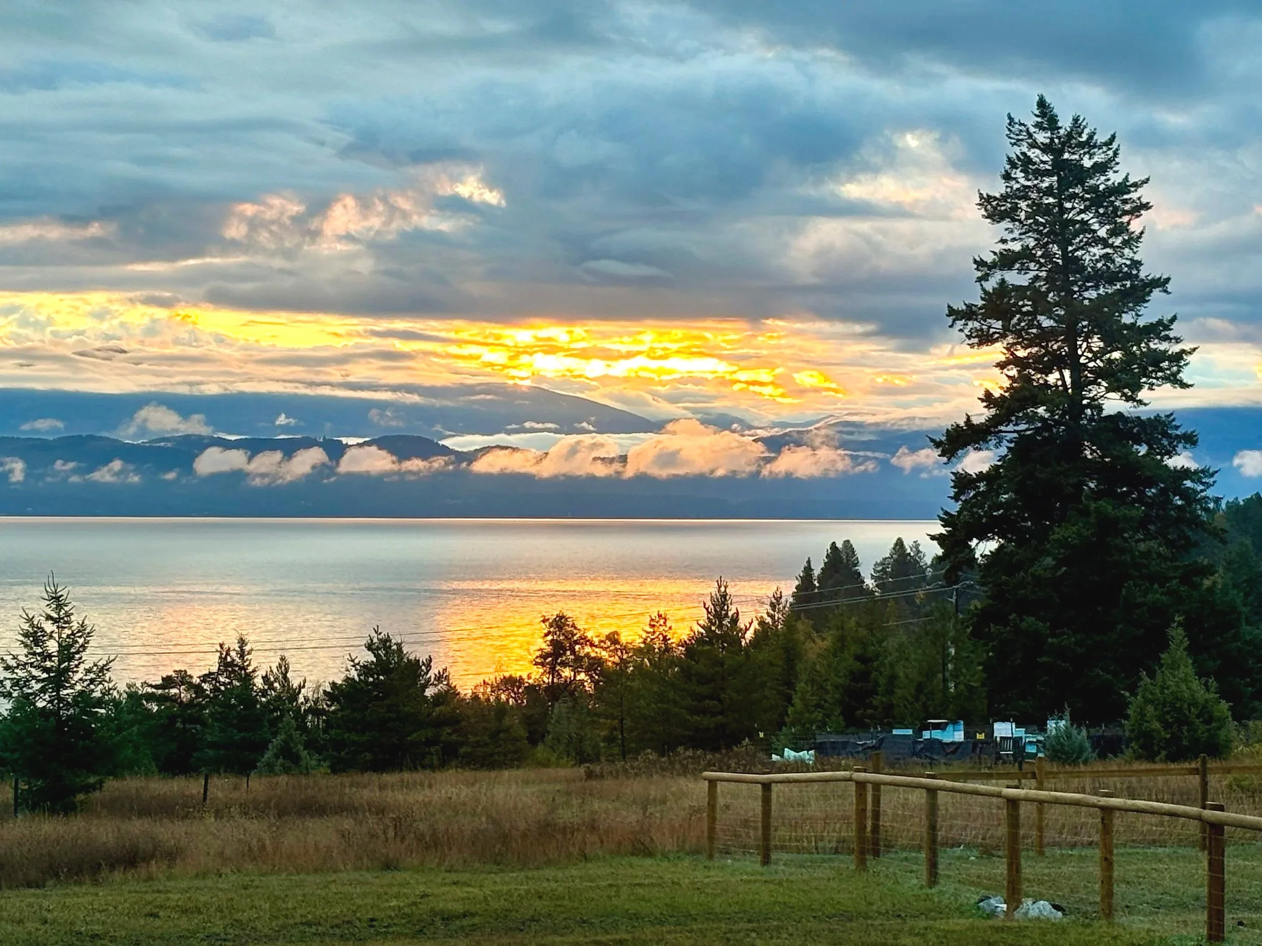 Sunset over a body of water with clouds in the sky, a tall pine tree on the right, and a grassy area with a wooden fence in the foreground.