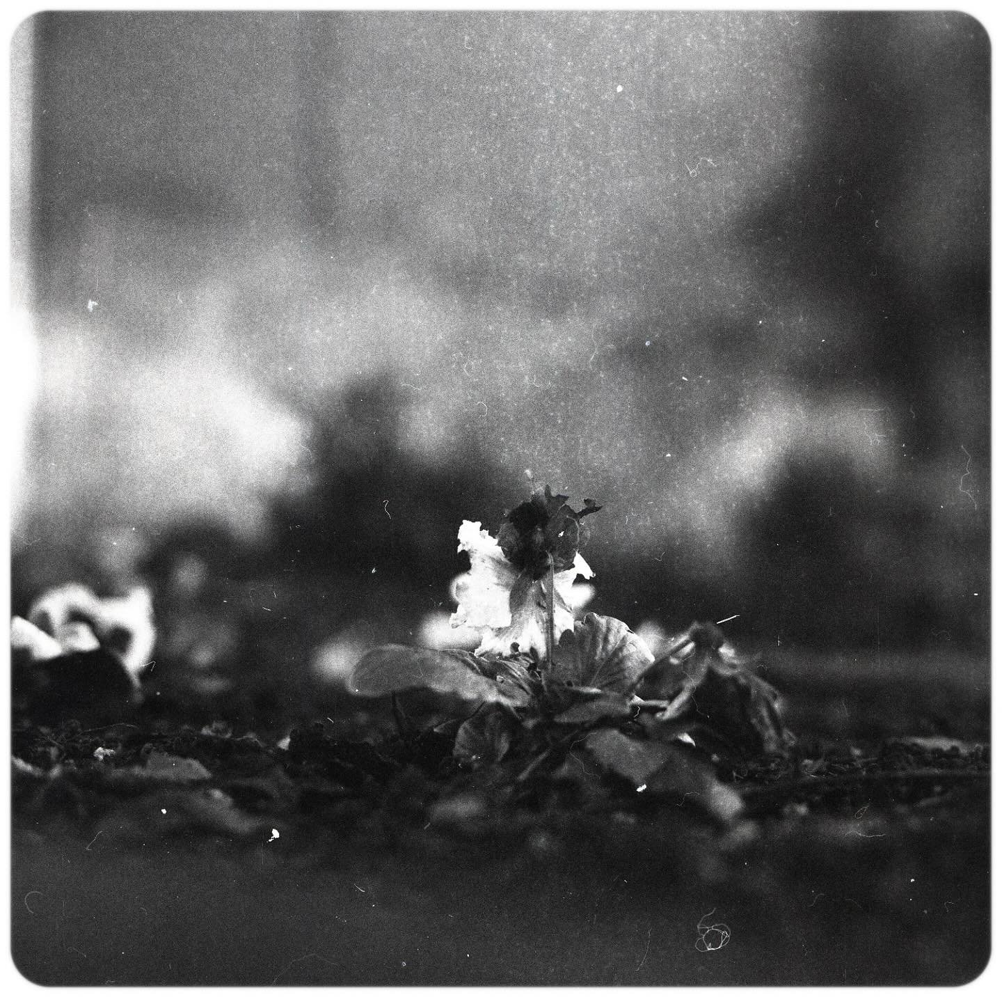 it&rsquo;s been far longer than intended since my last post, 2025 is insanely busy so far 😅  should hopefully be posting more regularly going forward but in the meantime here&rsquo;s a shot from a test roll put through a bronica

#bronica #testshoot