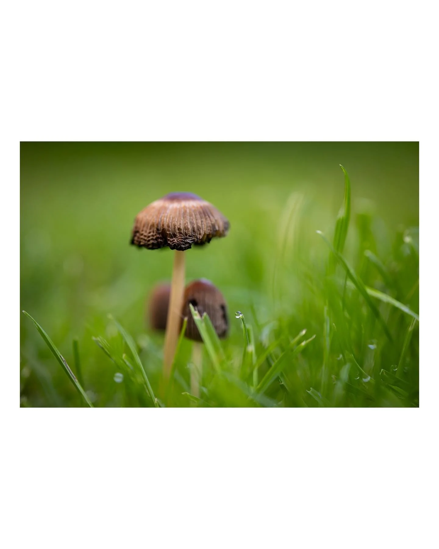 Trying macro on the 85mm 

#canonr6markii #rf85mm #macro #nature #uk_shooters #frontphotography #capturenature #macromushroom #rentalmag #closeupphotography
