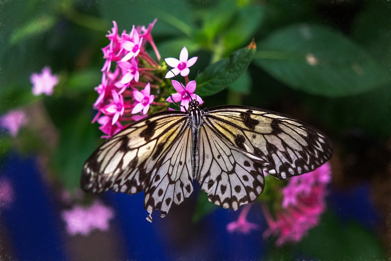 Fragile Beauty