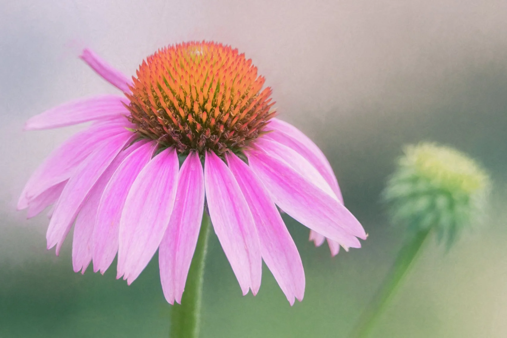 Summer's Softness