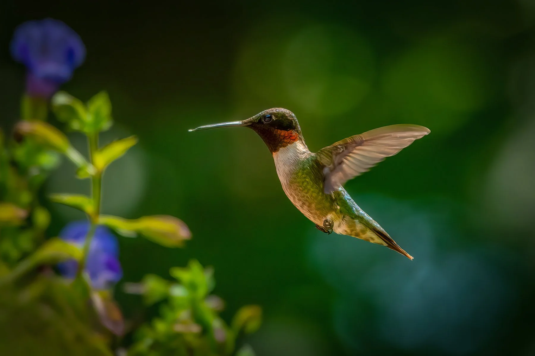 Garden Jewel