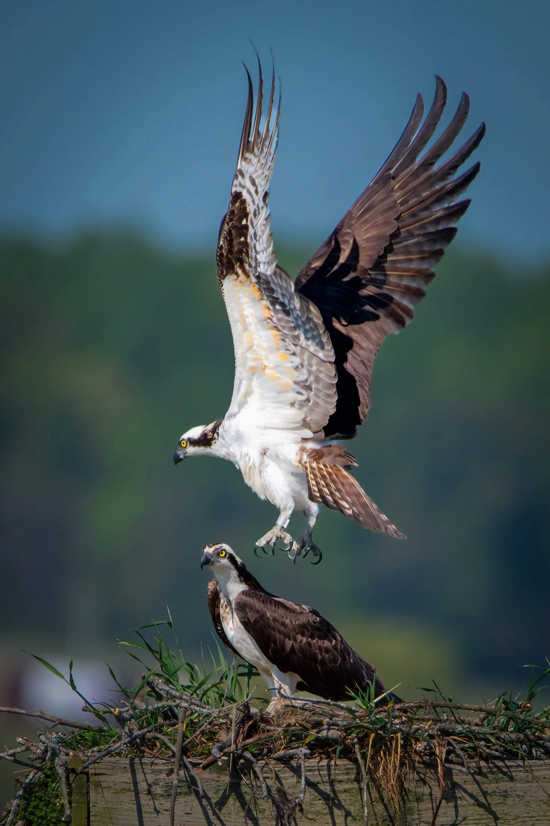 _DSC6015f-Edit-Edit.jpg