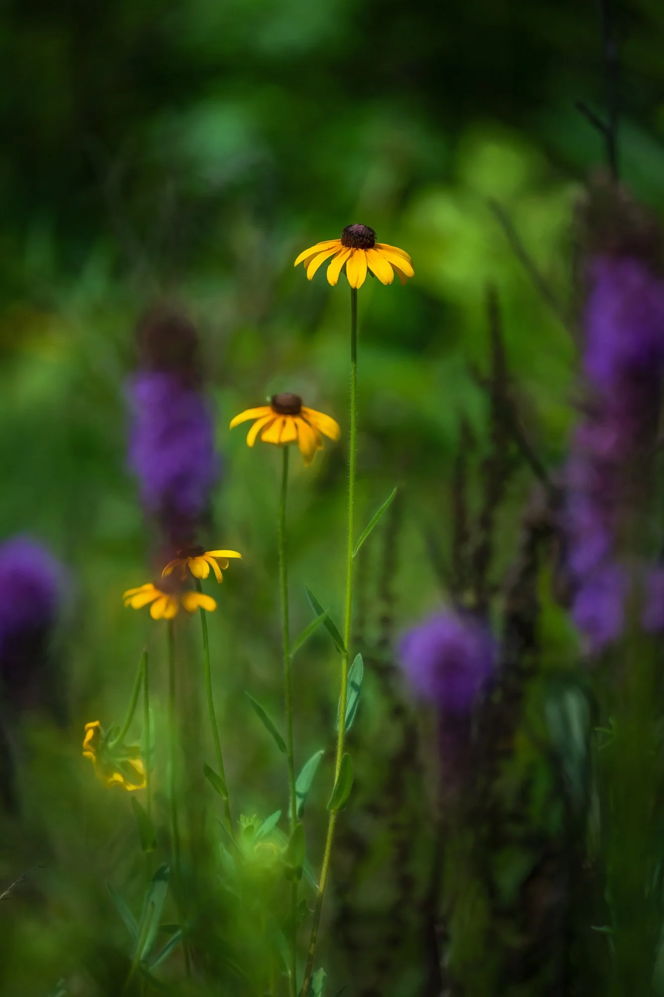 Garden Melody