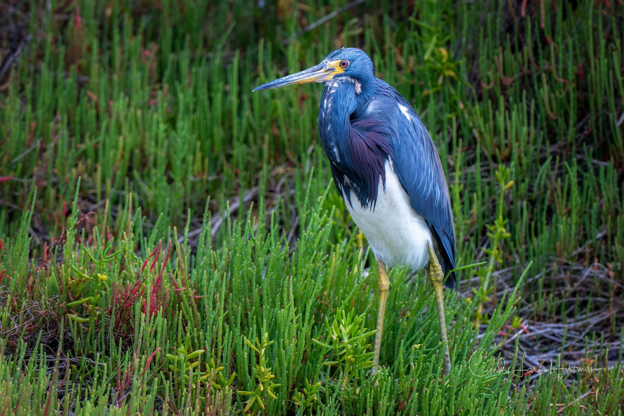 Marshland Jewel