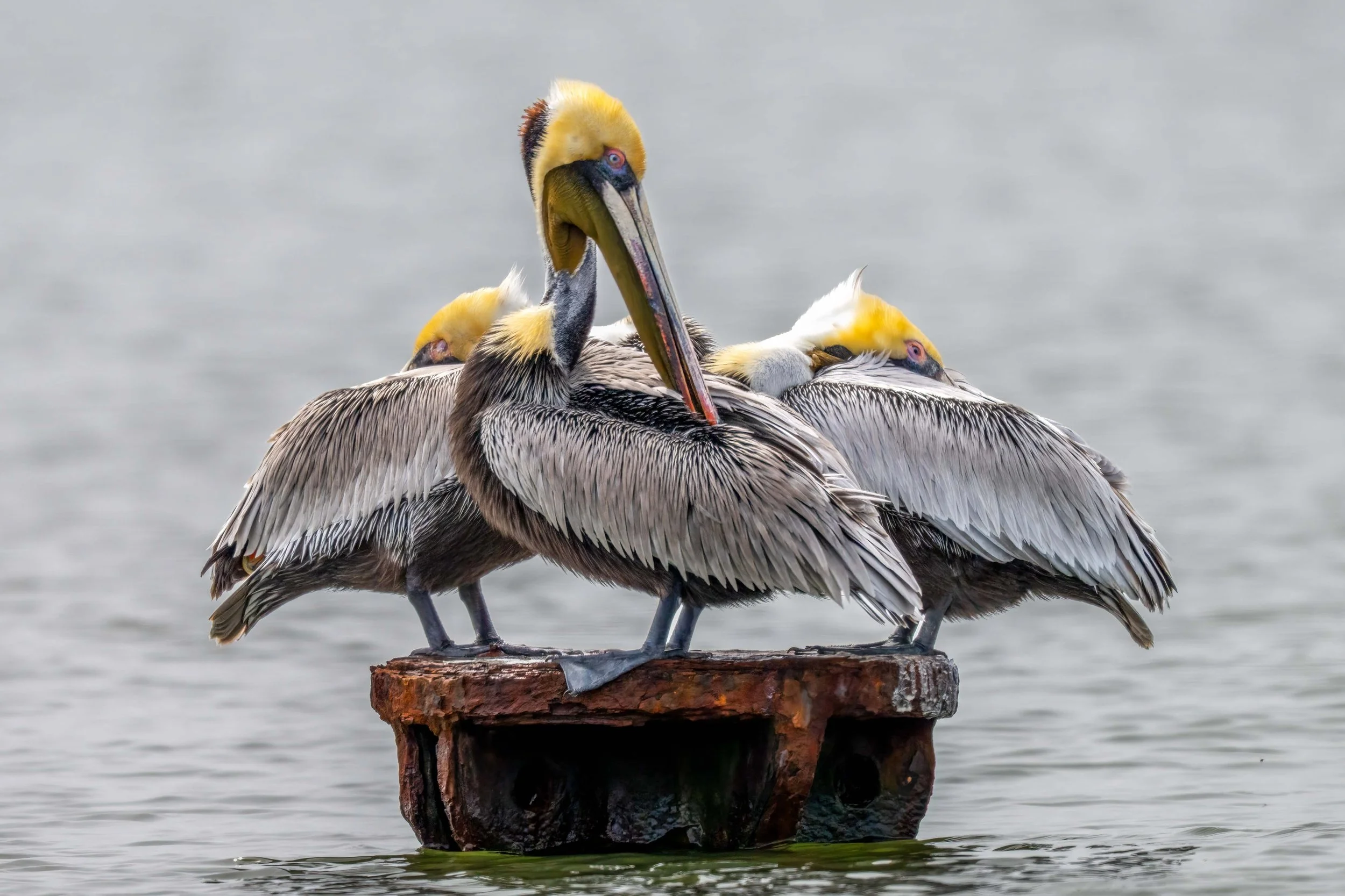 Three's Company