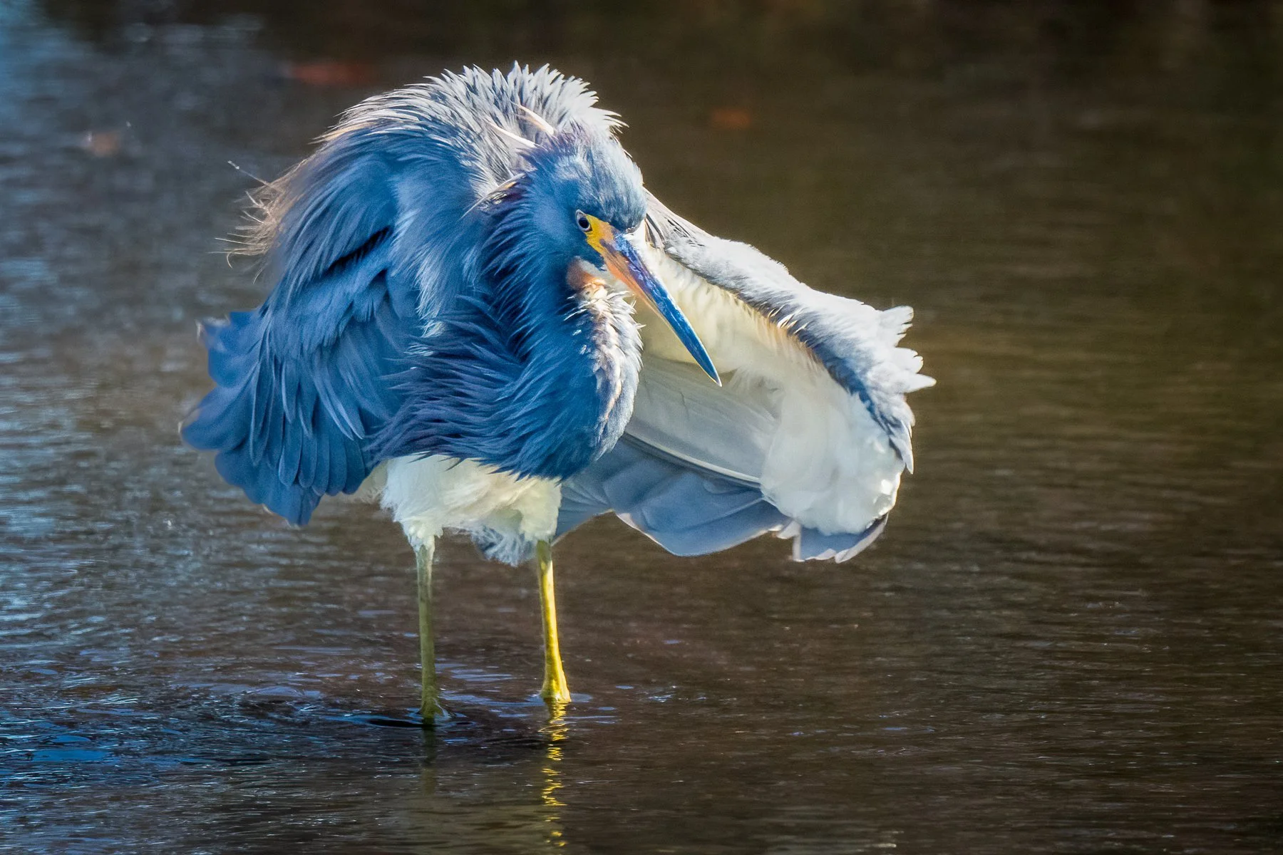Ruffled Feathers