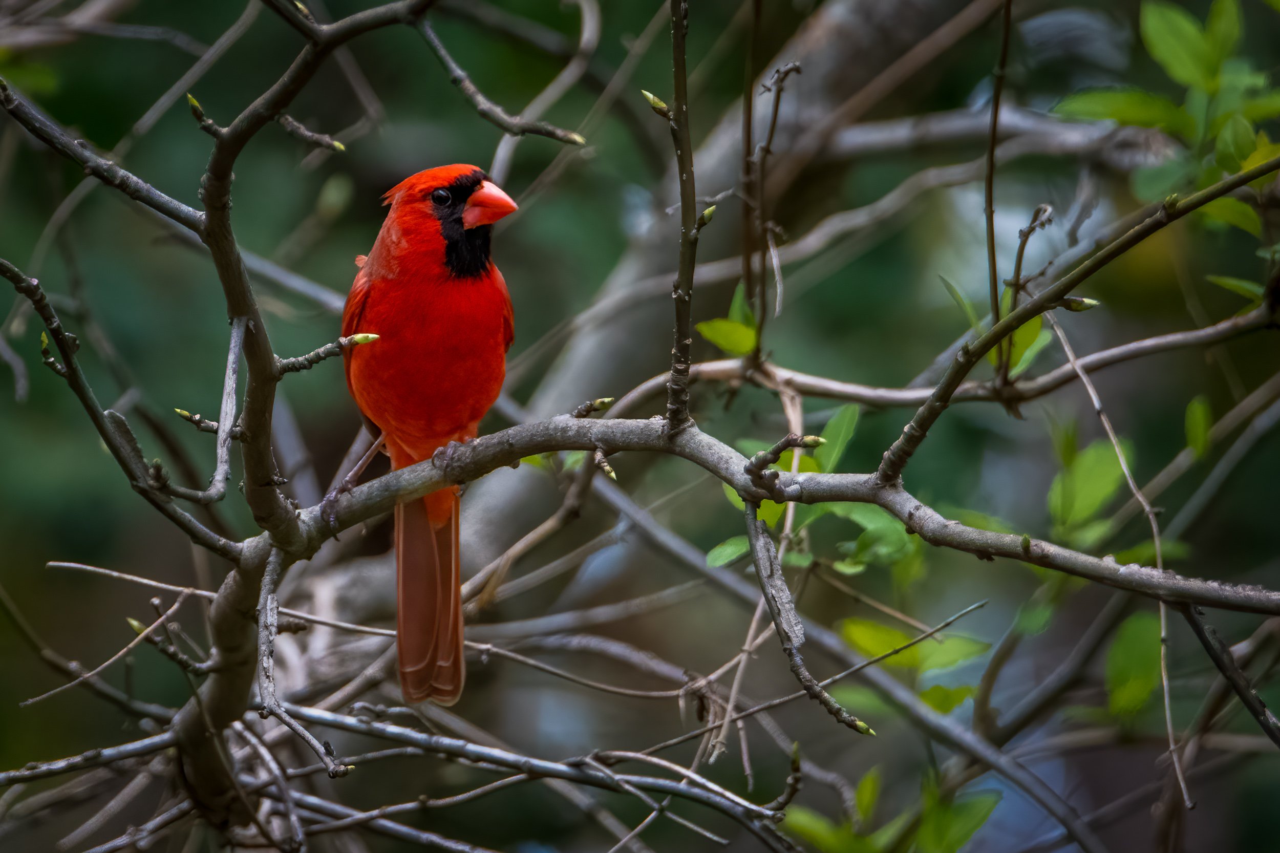 Among the Branches