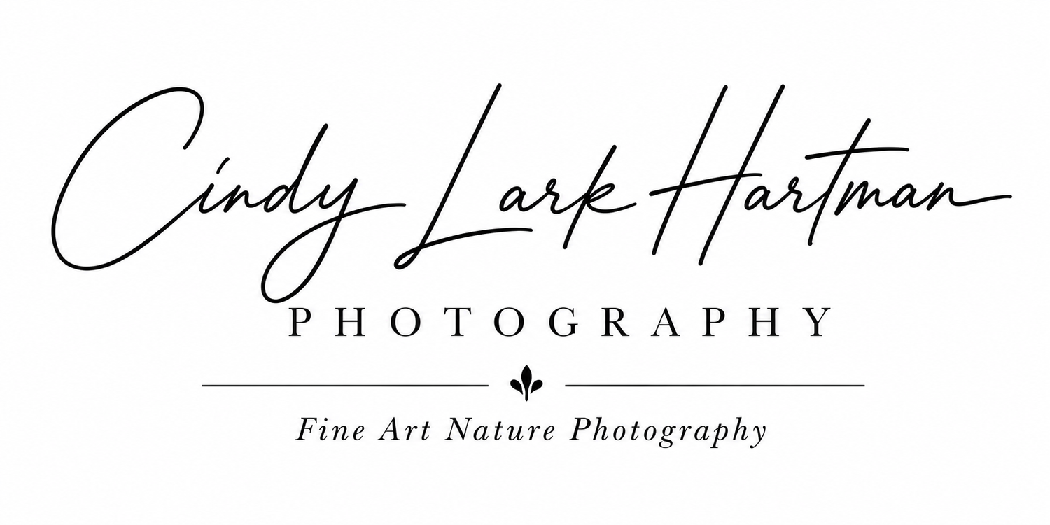 Cindy Lark Hartman