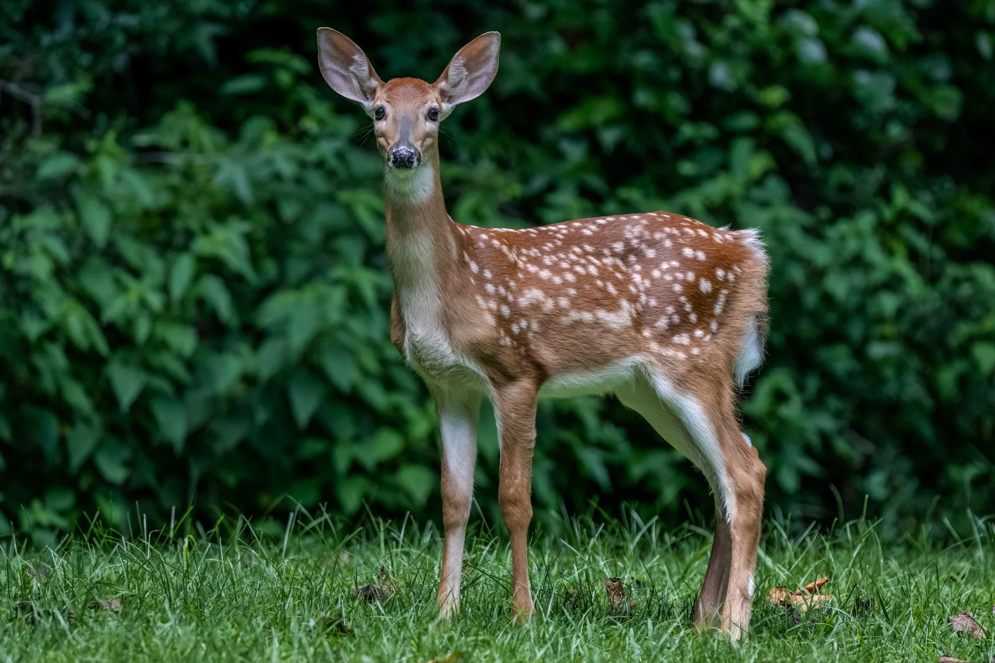 Young and Curious