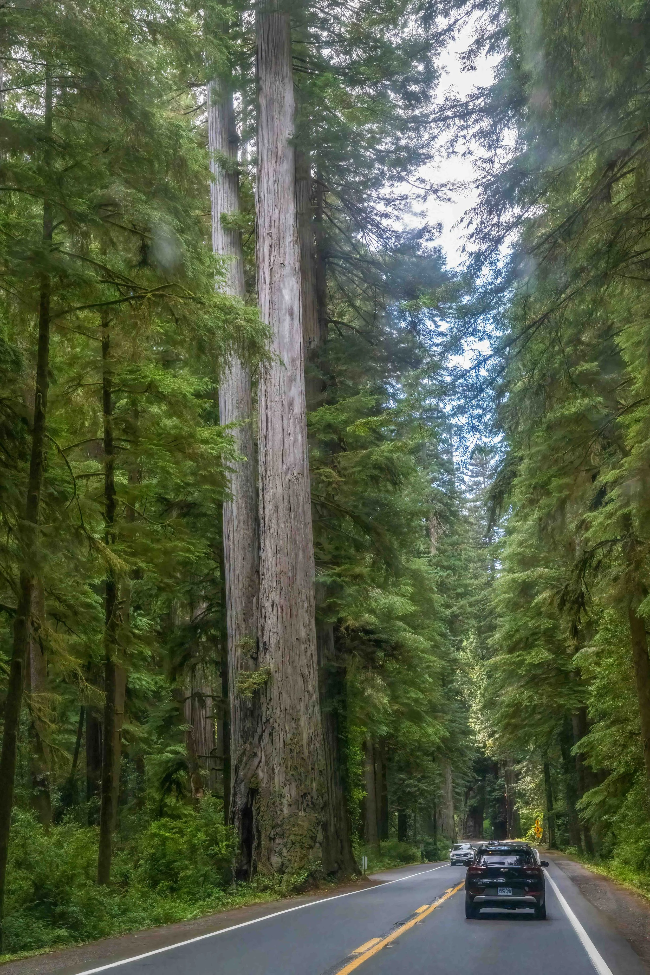 How tall do you think this redwood is?   I'm stumped.  