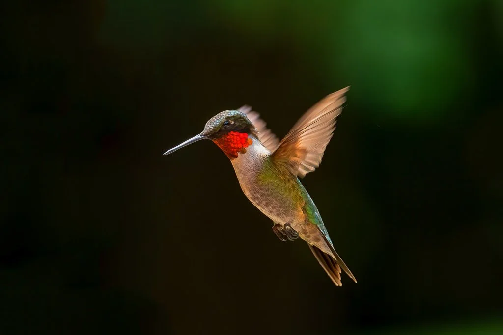 A Flash of Color