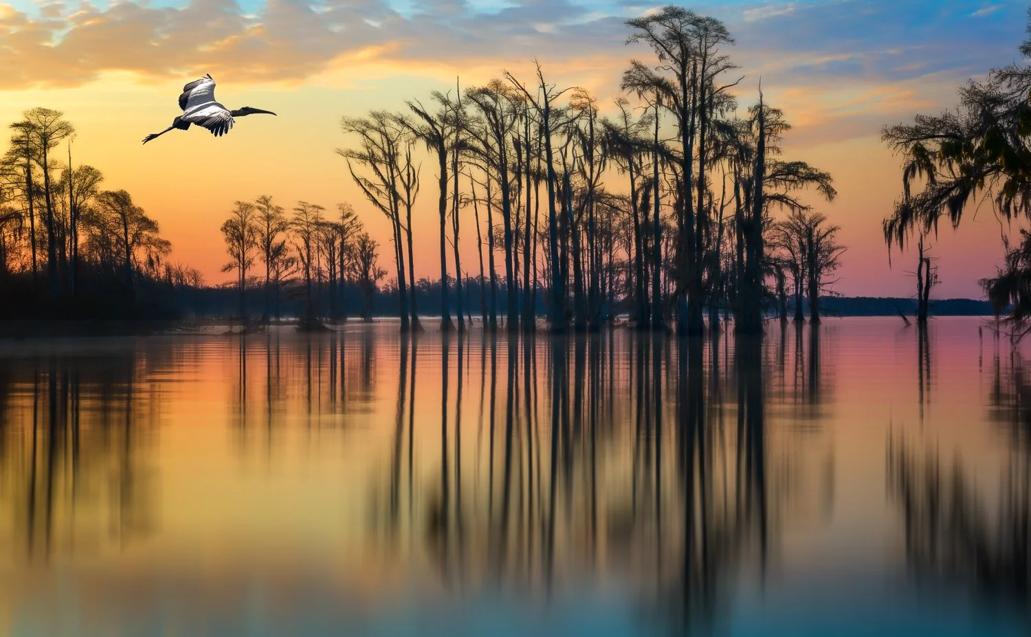 Cypress Sunrise