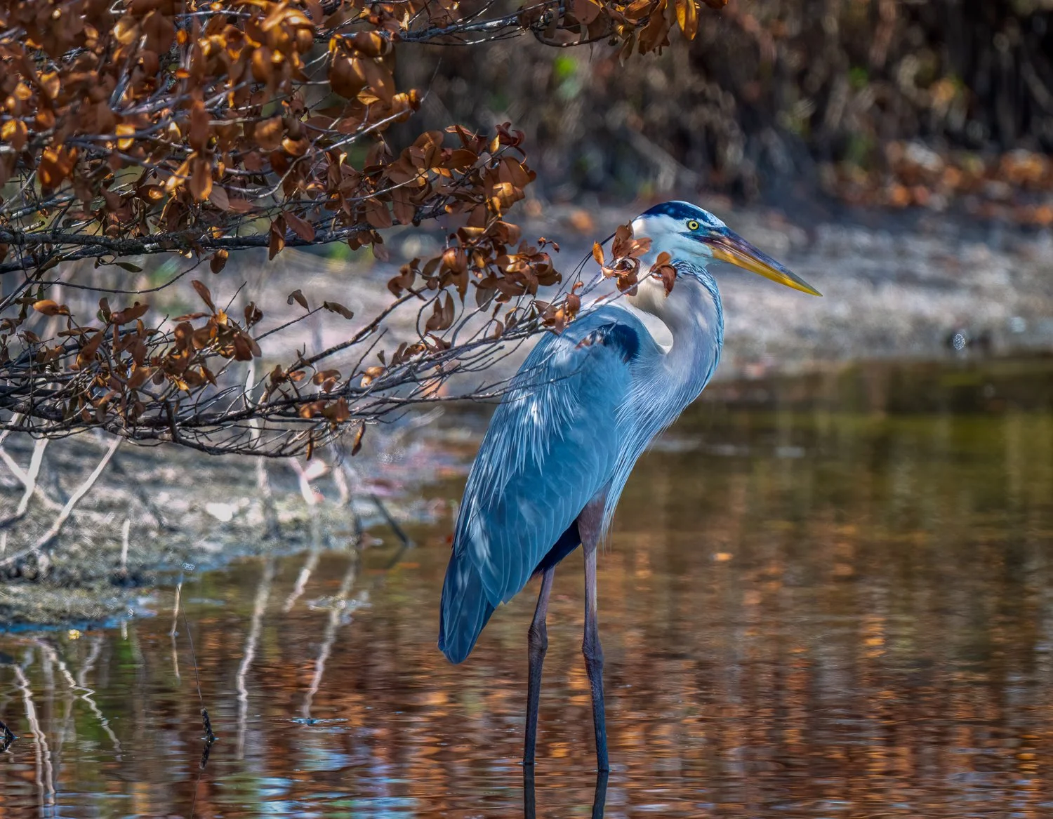 Autumn Blues