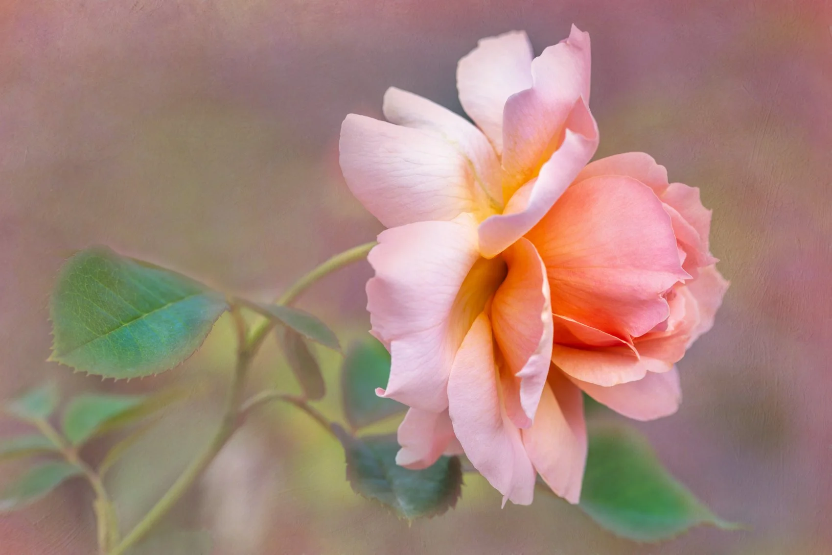 Softly in Bloom