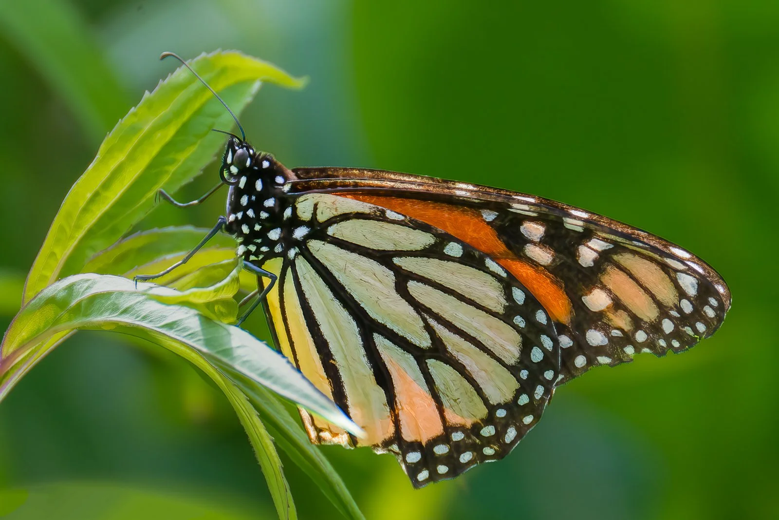 Painted Wings