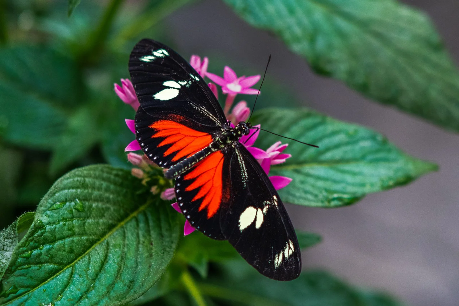 Blossom Companion