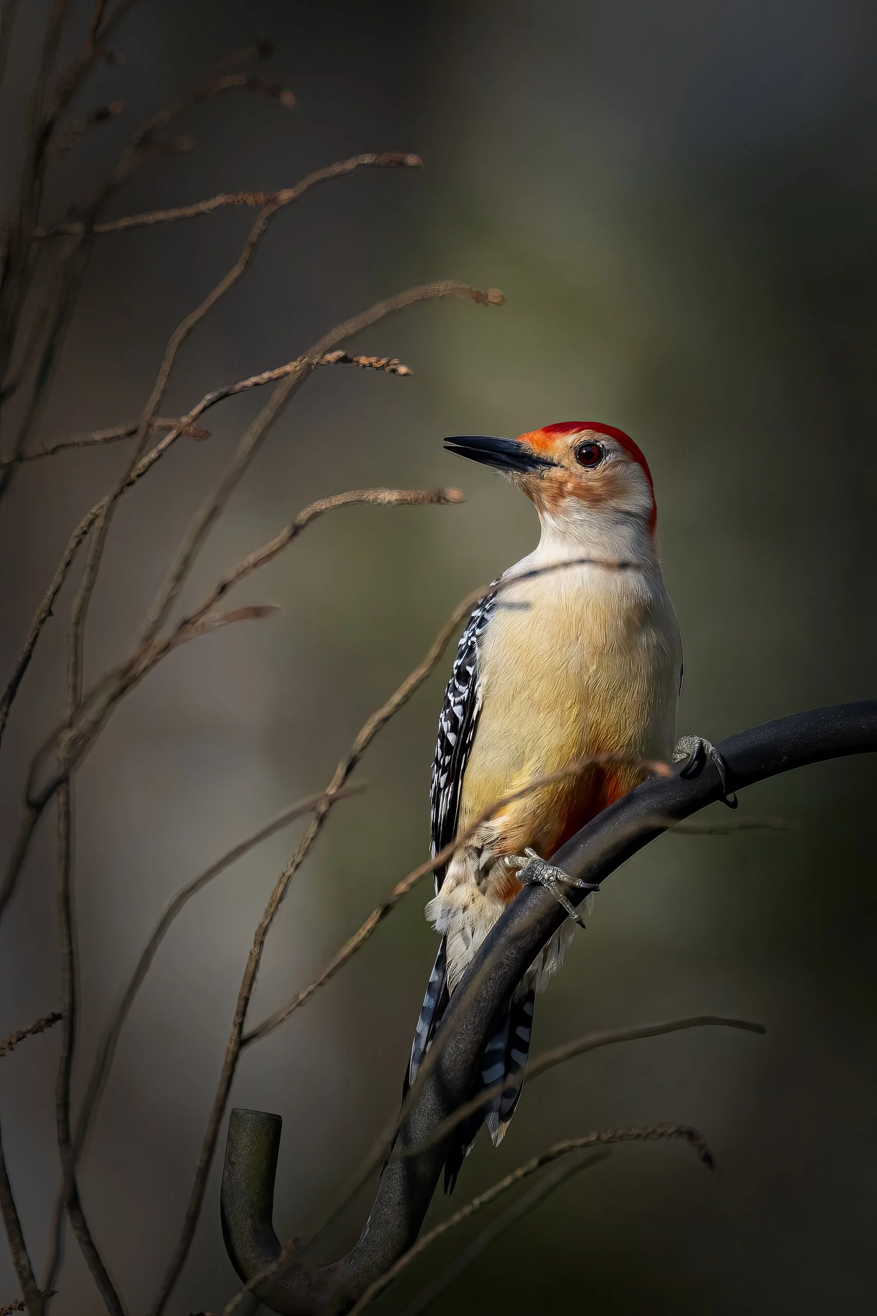 Feathered Friend