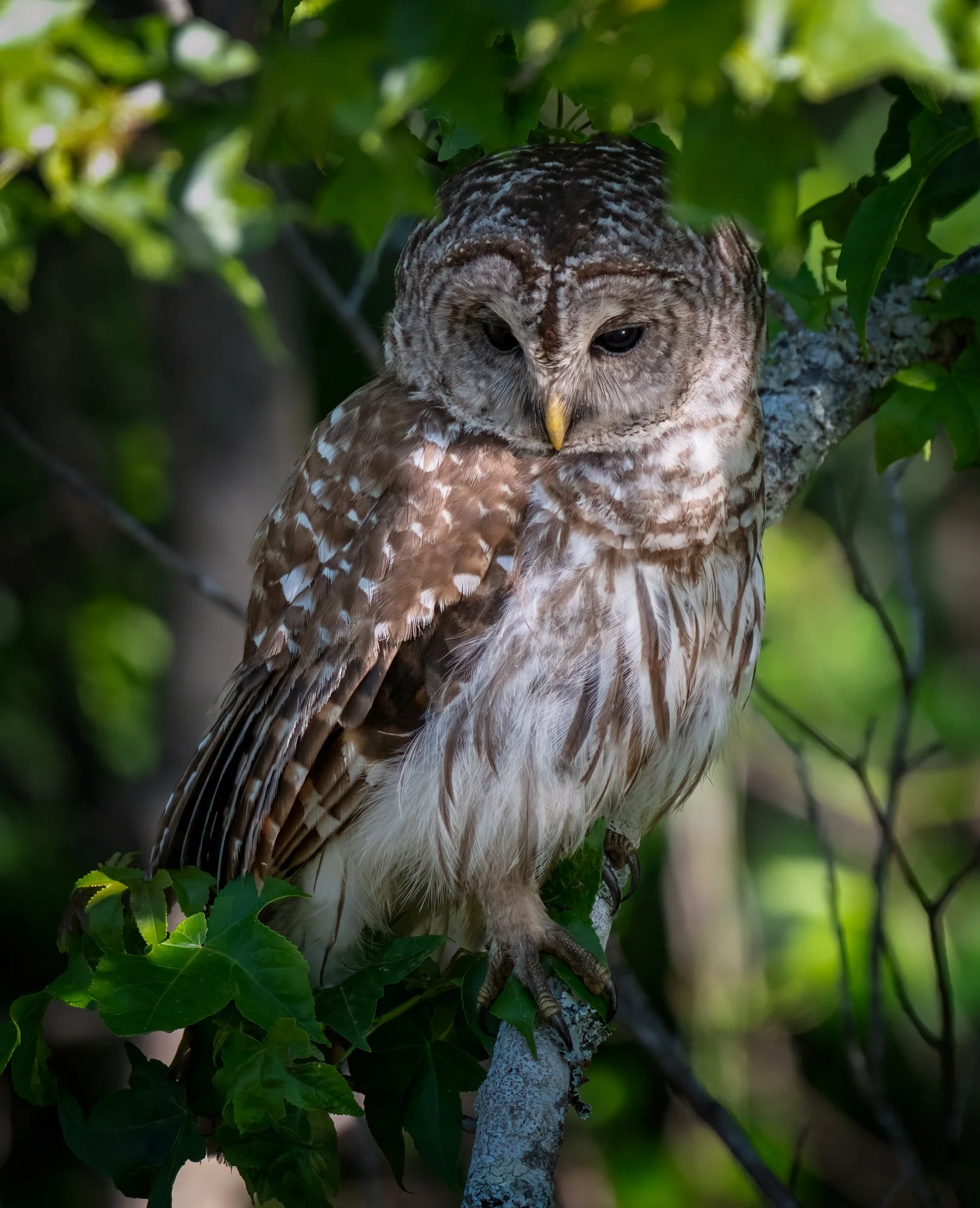 Quiet Contemplation