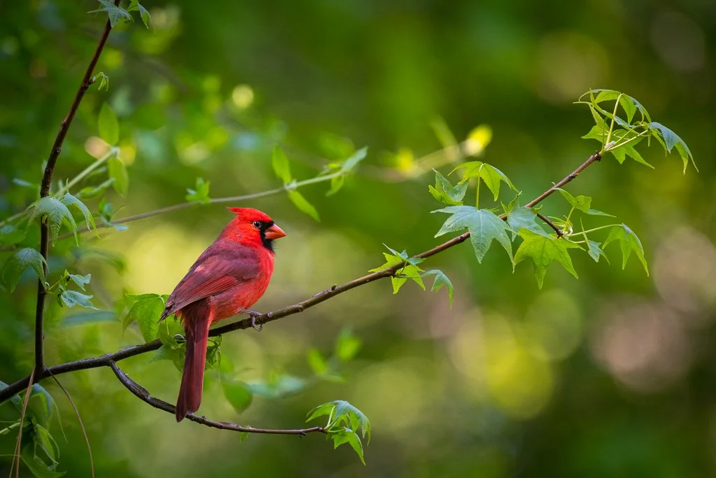 When A Cardinal Appears, A Love One is Near