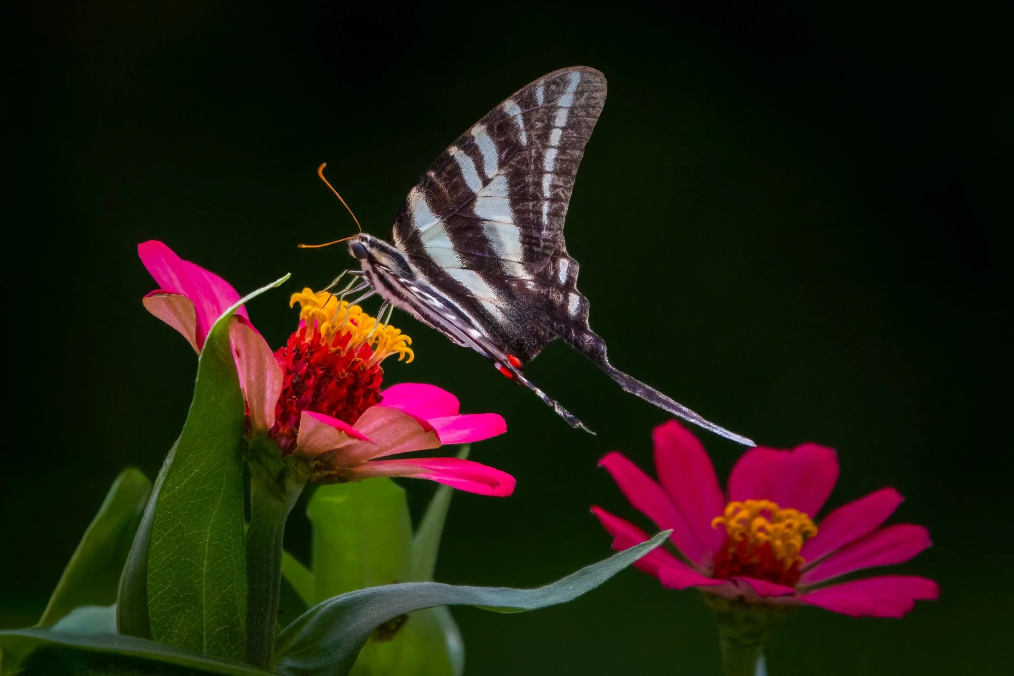 Delicate Harmony