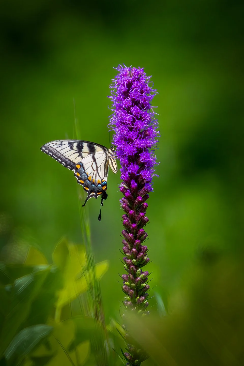 Colors Are the Smiles of Nature