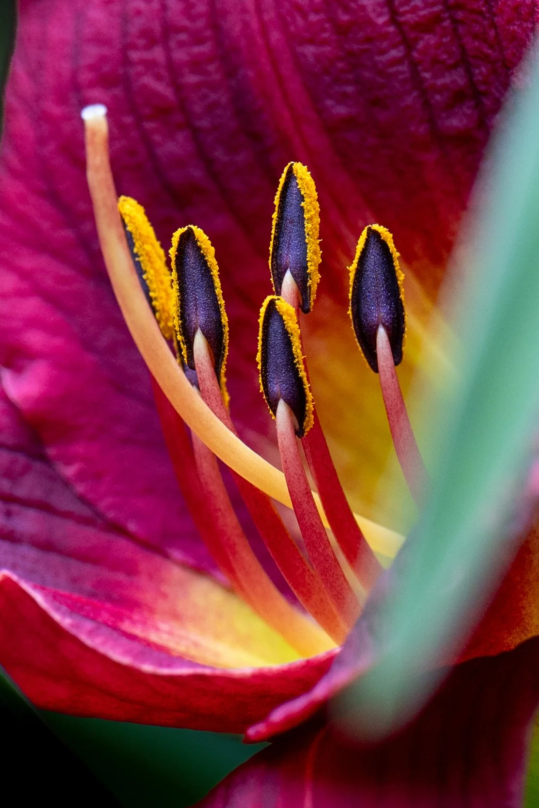 Nature's Jewels