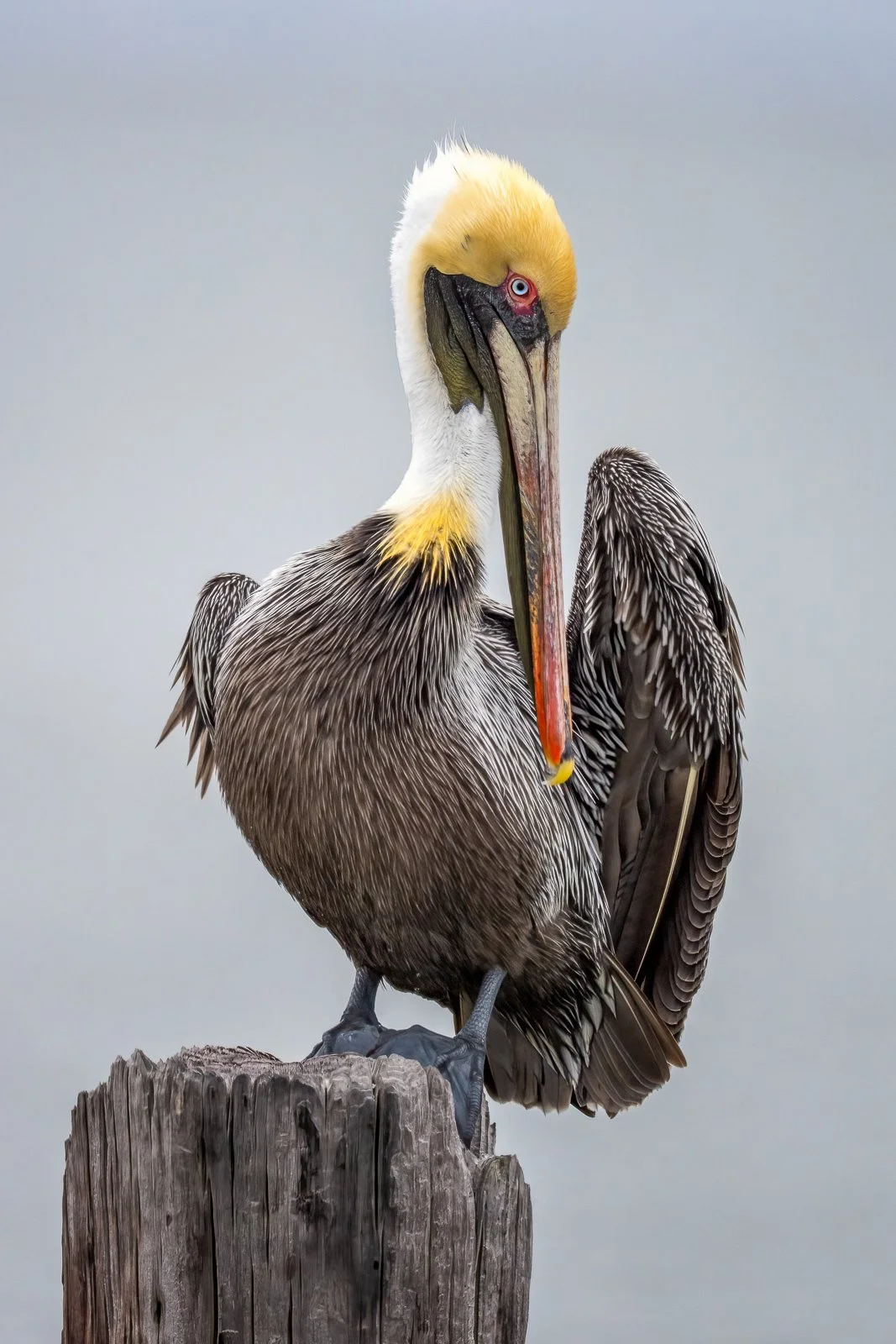 Preening With Pride