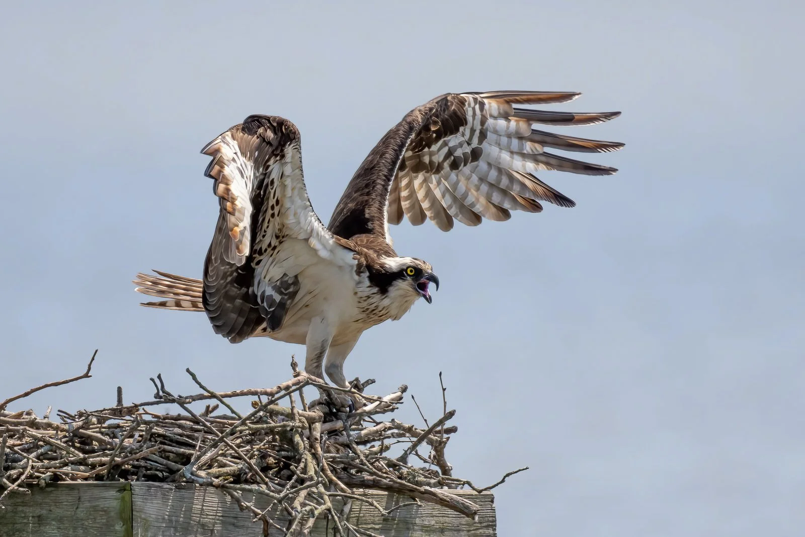 This Is My Nest!