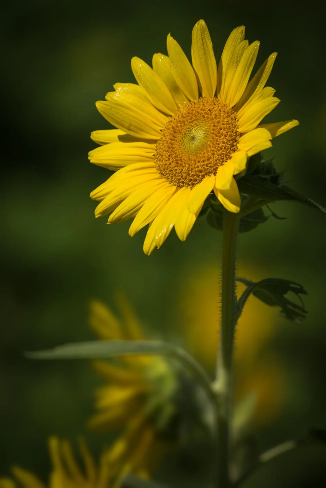 Turning Toward the Light