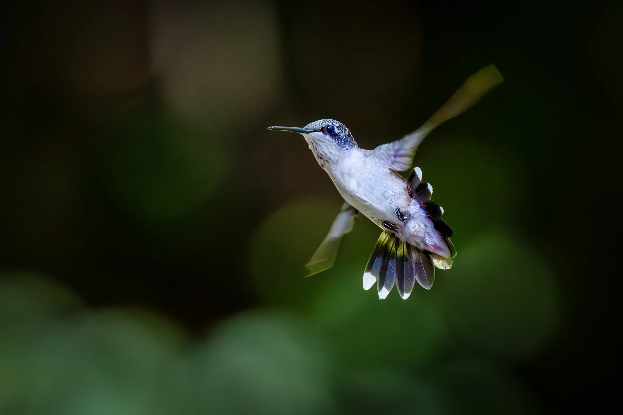 Morning Visitor