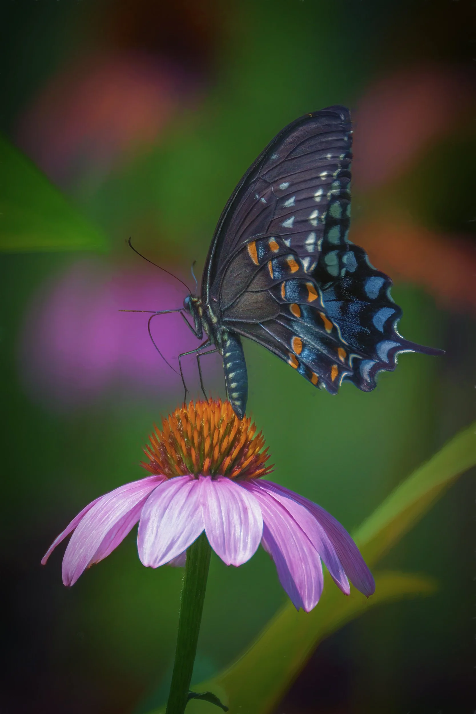 Nature's Ballet